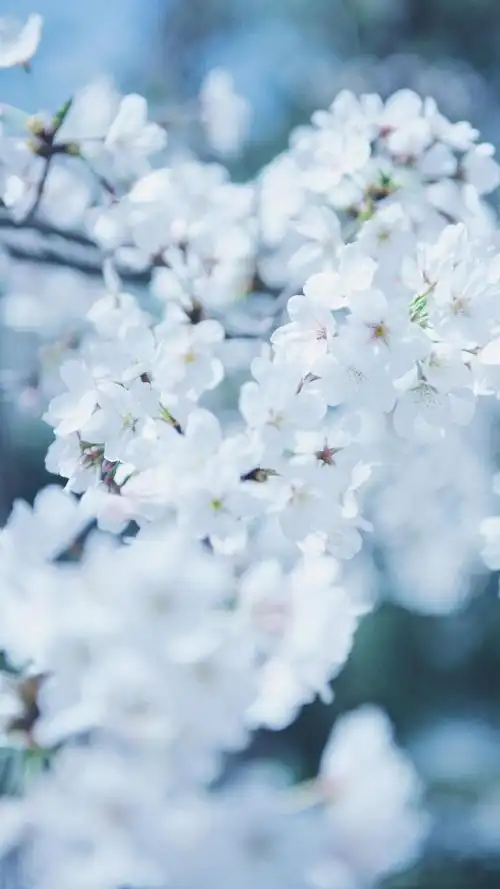 纯白樱花唯美意境摄影