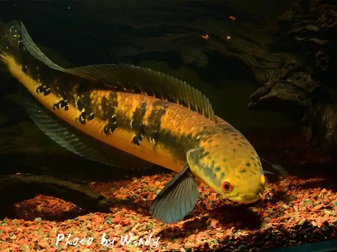 雷龙鱼黑魔神现货包邮各流域合集大型鱼淡水鱼观赏鱼