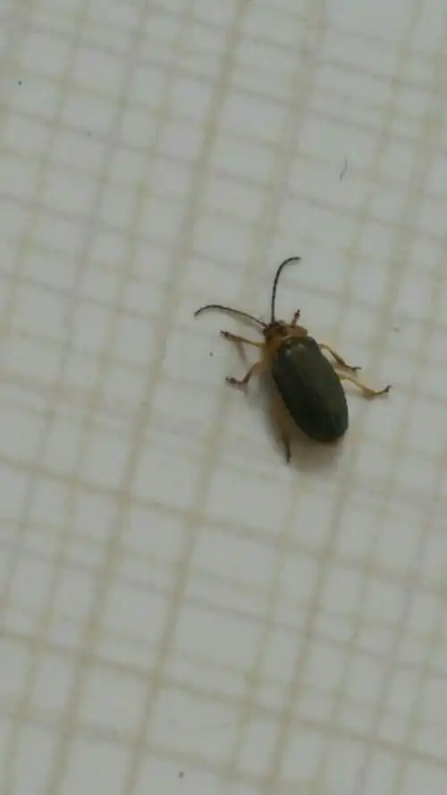 我家最近有很多这种虫子,怎么办这是什么虫子