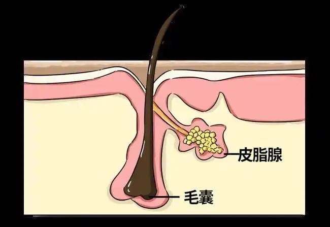 男人的枕头,毛巾,内裤,为什么那么容易黄啊|发黄|汗腺|皮脂|皮脂腺