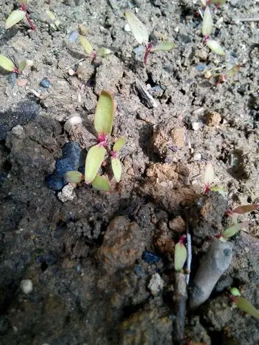 鸡冠花的幼苗长什么样(图片)