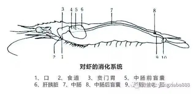 了解这些南美白对虾的生物学特性才能更好的养虾