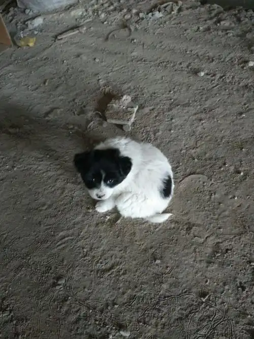 这是前天路边捡到的,是孝狗吗?心里很纠结,来个大神给我解释解释