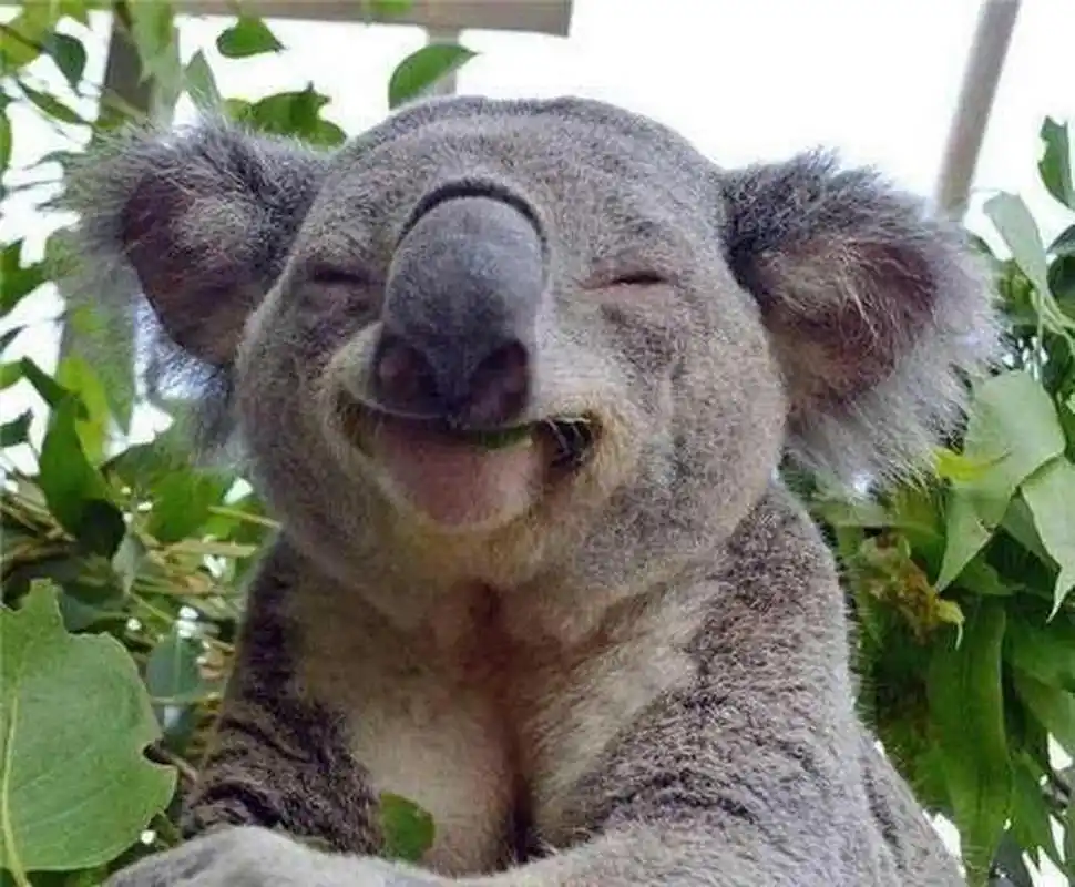 动物微笑的样子,哈哈哈太治愈了.