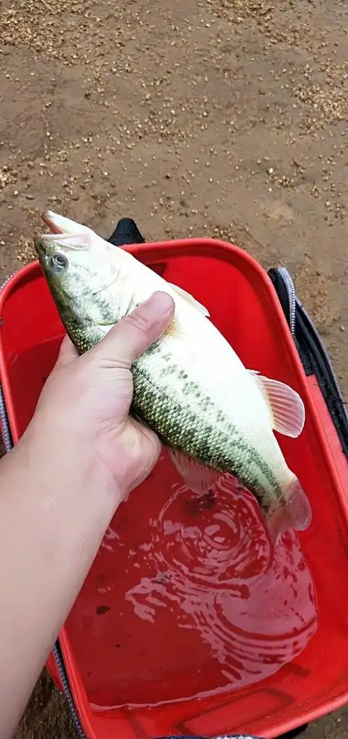 路亚新手 钓货鲈鱼一条