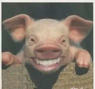 笑出猪叫