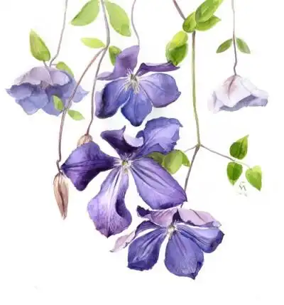 古风插画植物花卉