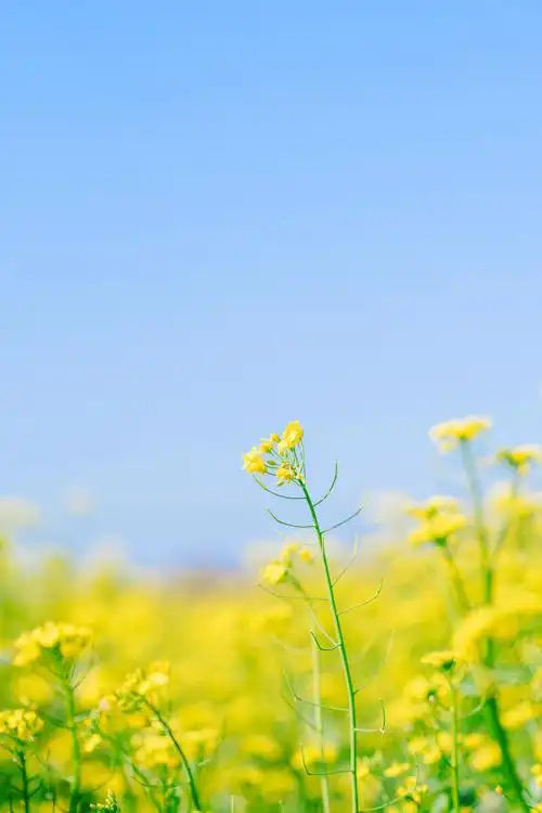 手机墙纸可以换下了.