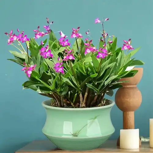 澳洲香水石斛兰盆栽带多花苞兰花浓香型花卉绿植室内客厅四季好养