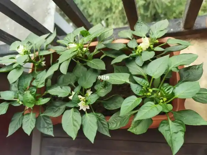 阳台菜鸟菜农:朝天椒辣椒苗(后续)