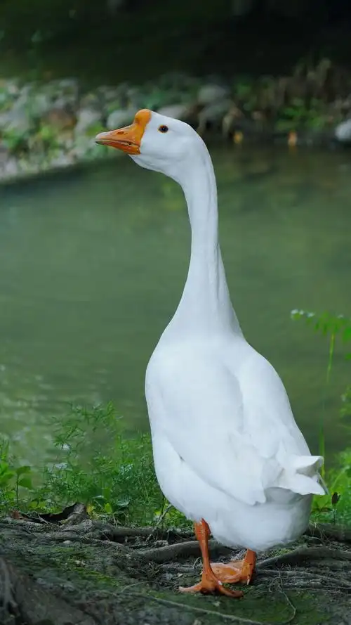 一只大白鹅