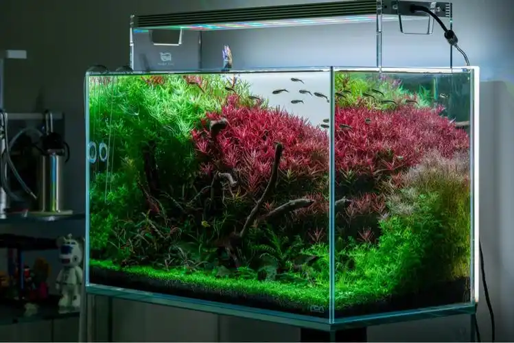 60缸分享 - 水草造景 - cta南美水族