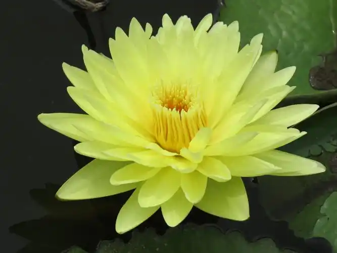 台湾九品香水莲花13606986192的美篇