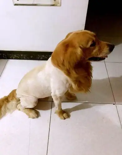 铲屎官为狗狗剪毛,结果金毛成了这个鬼样子,主人表示后悔了