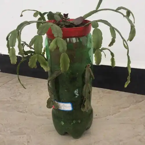 材料: 使用可乐瓶制作而成的花盆.