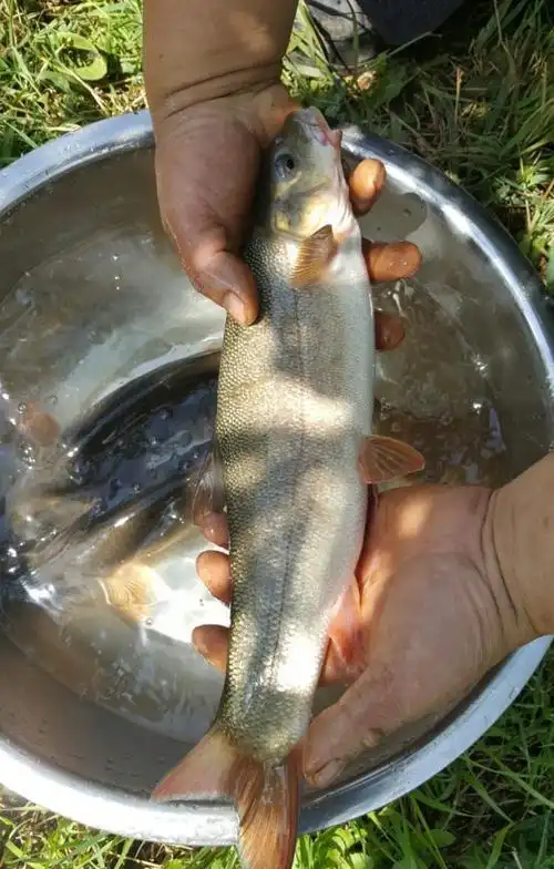 白条鱼到底可以长多大呢