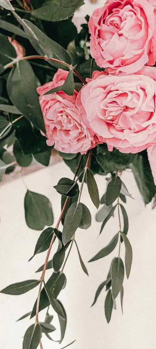 意境唯美玫瑰花壁纸(唯美花朵治愈你的内心)(141)