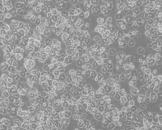 小鼠原代肝细胞pmh