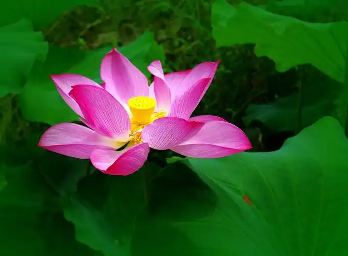 花卉,鲜花,花朵,荷花,莲花,植物花卉粉色荷花图片 花卉,鲜花,花朵