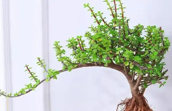 金枝玉叶这样养殖和修剪,一年就能养成小老桩,人见人爱