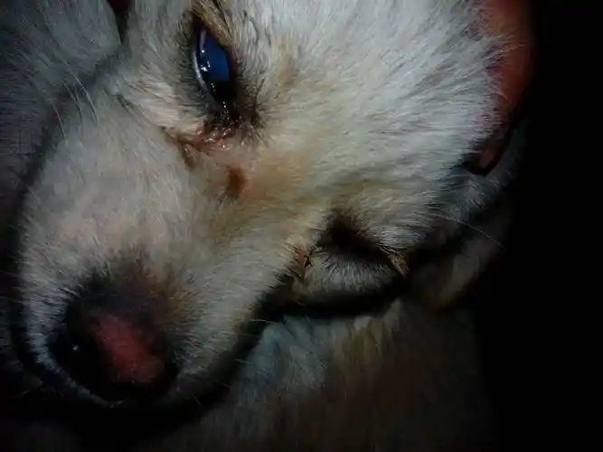 我家的狗狗眼睛那是怎么了?昨天是一只眼球发白发糊的.