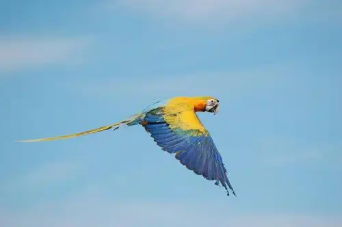 真正的金刚鹦鹉,飞鸟,高清,图片,壁纸,动物-桌酷
