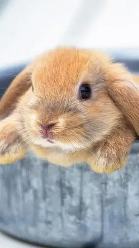 超萌小兔高清壁纸