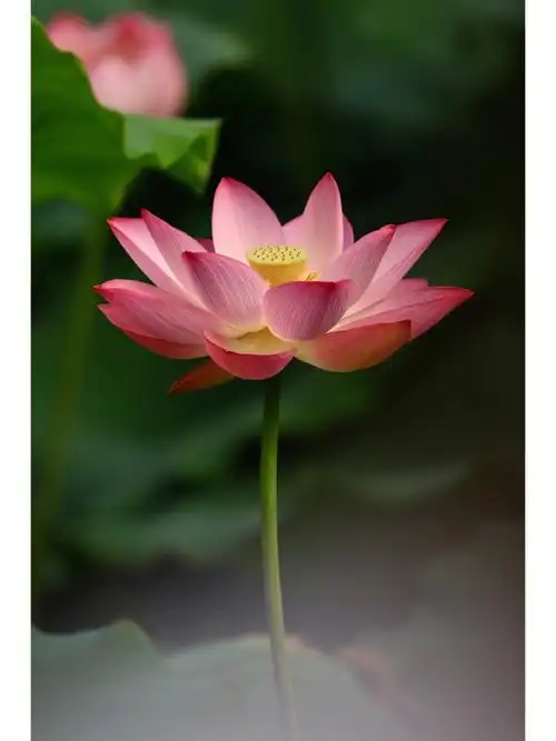 立新湖的荷花开了你若盛开清风自来