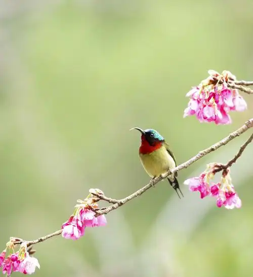 穿梭在花枝间的鸟儿