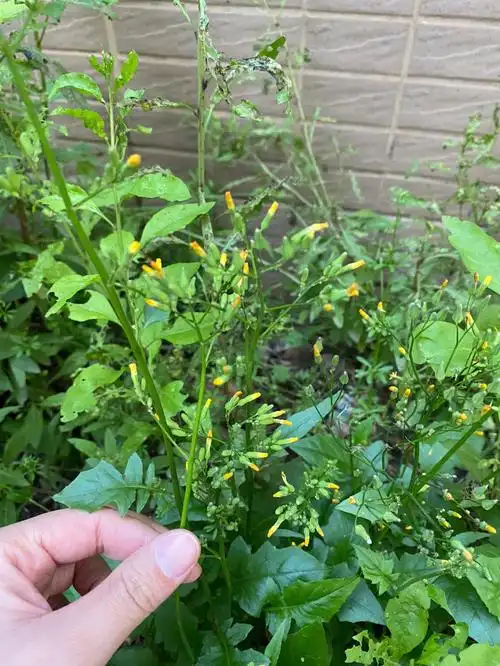 妈妈甲状腺结节,听说喝蒲公英茶有好处,请问这些是蒲公英吗?