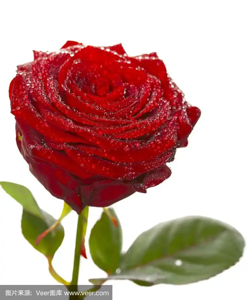 深红色的玫瑰花,白花上有露珠