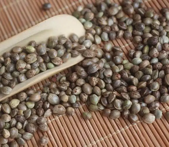 经常吃火麻菜,火麻汤