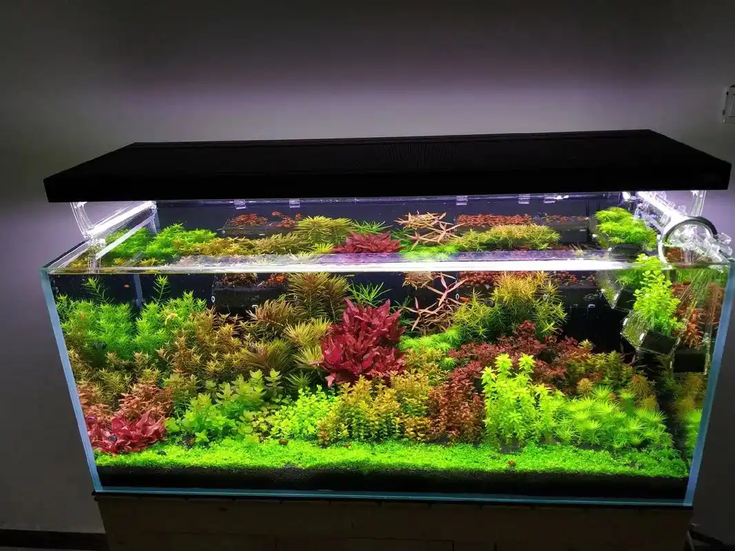 纪录120大缸,荷兰景草缸脱变历程  #草缸#水草#水族 # - 抖音