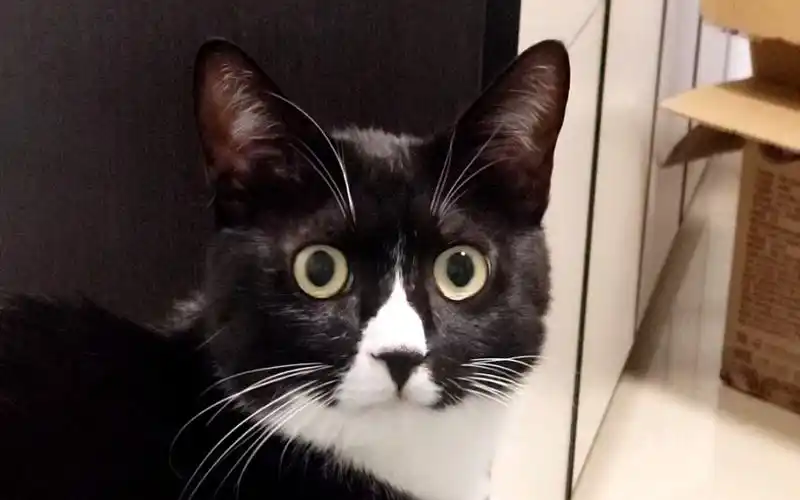 小猫咪疑惑 惊恐