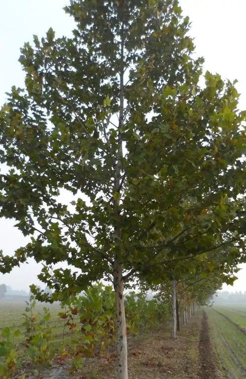 【供应】 济宁法桐基地大量18公分法桐10000株