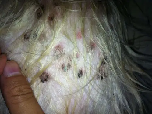 我的狗有皮肤病 请帮我看看是什么病 好对症下药