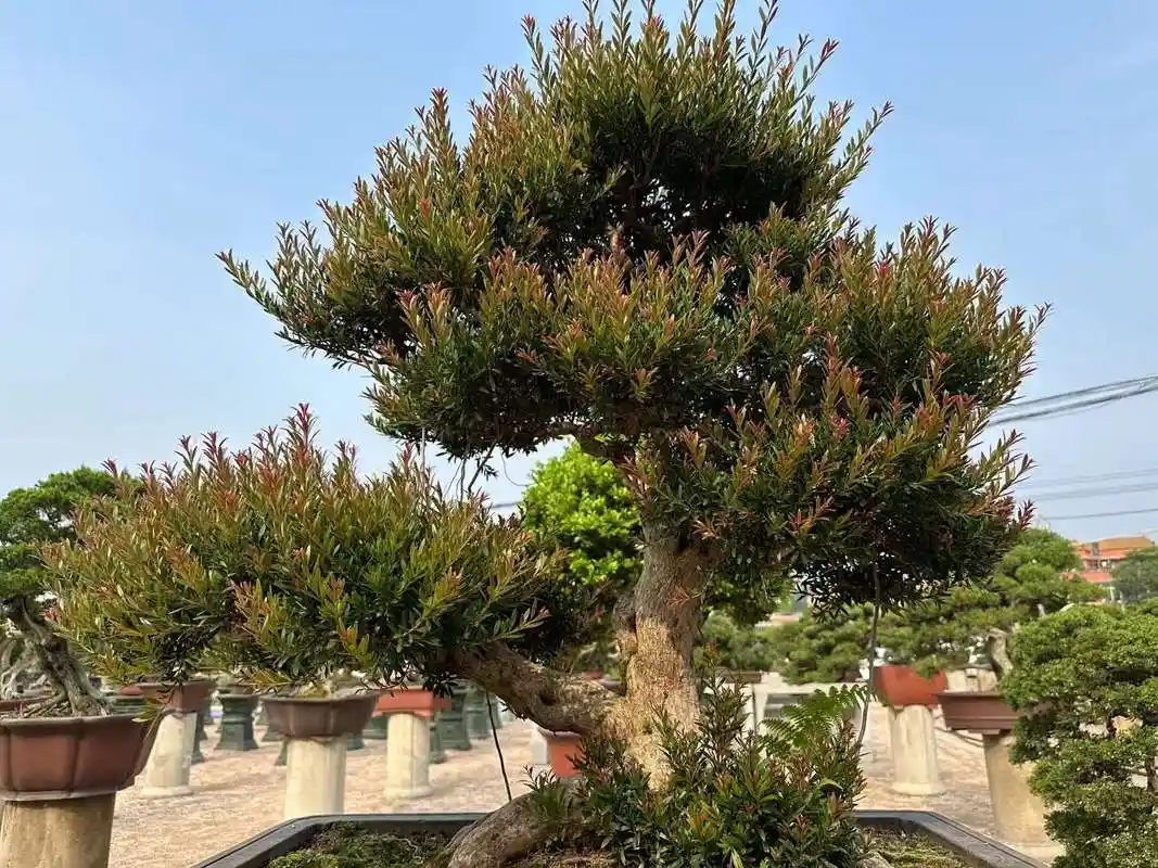 小叶赤楠盆景养护难?记住这几点,方法简单好养活,养成大宝贝
