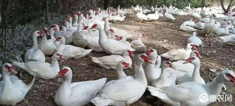 品种名 番鸭 类型 公母混合