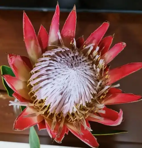 稀有花材帝王花皇后花公主花