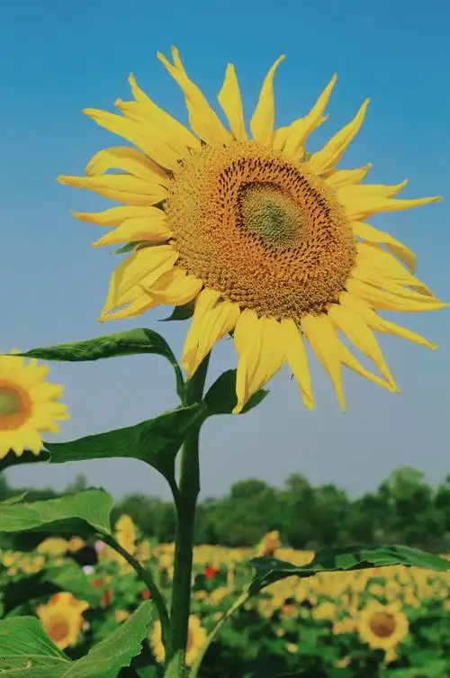 小清新版向日葵