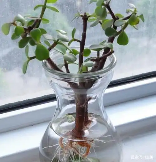 朋友送的金枝玉叶枝条,拿回来水插培育,也很容易生根