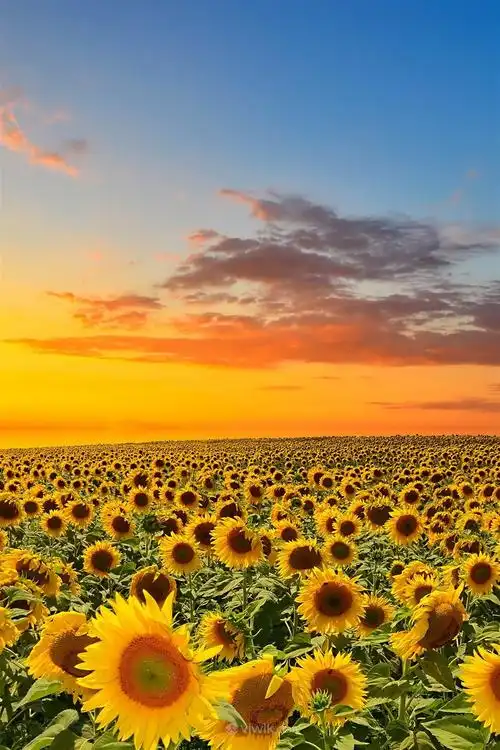 最好看的向日葵花海鲜花图片