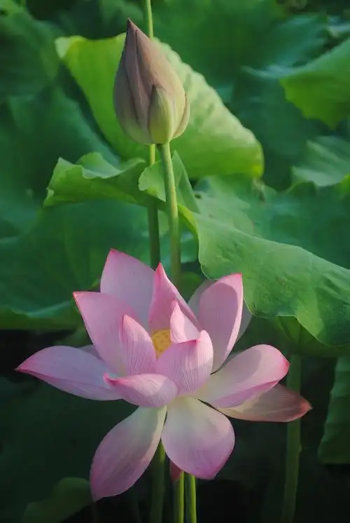 灼灼荷花瑞 亭亭出水中