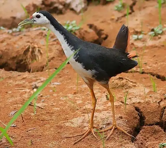 正在播放:11.白面水鸡-混合叫声下载