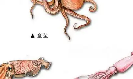 1,乌贼章鱼鱿鱼的区别
