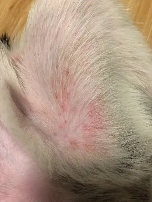 狗狗身上像被什么咬了,可是找不到虱子屎.不知道被什么咬了