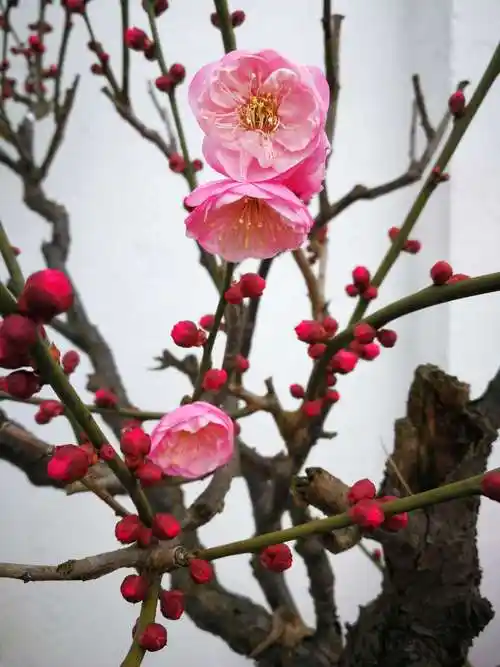 腊月梅花次第开——世纪公园赏梅随拍