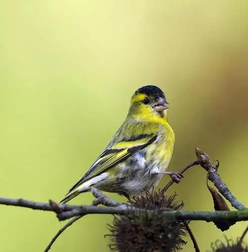 黄鸟叫声,黄雀好养的鸟(黄鸟叫声大全 野生)