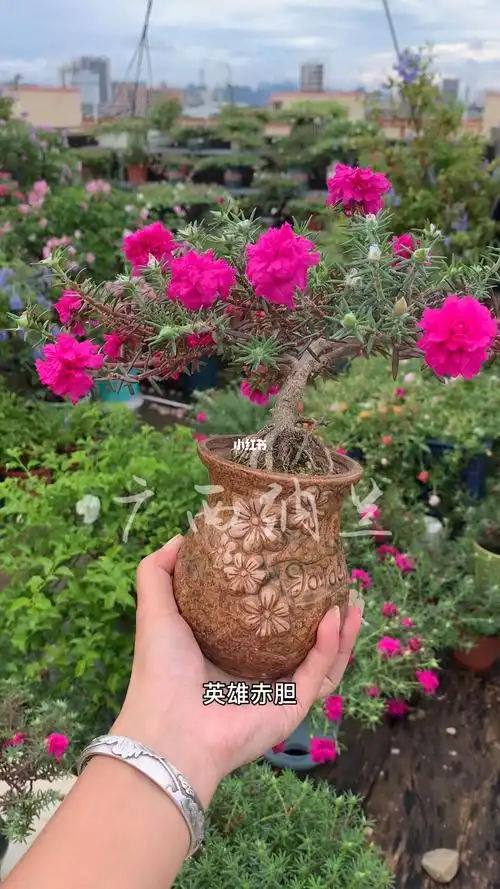 优秀的太阳花品种