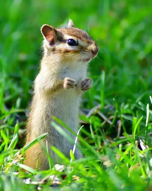 可爱呆萌的小松鼠